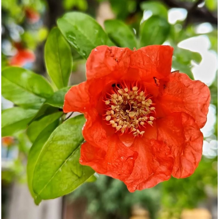 hover image