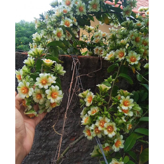 hover image