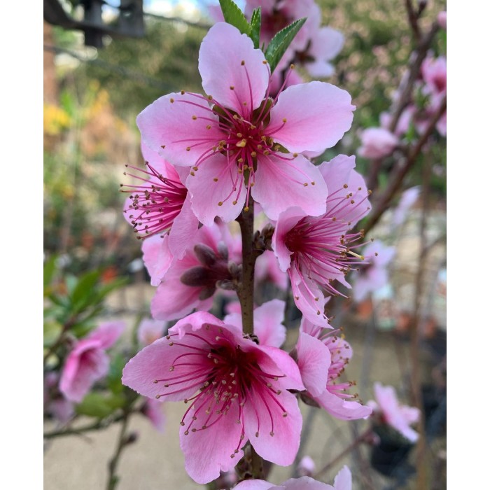 hover image