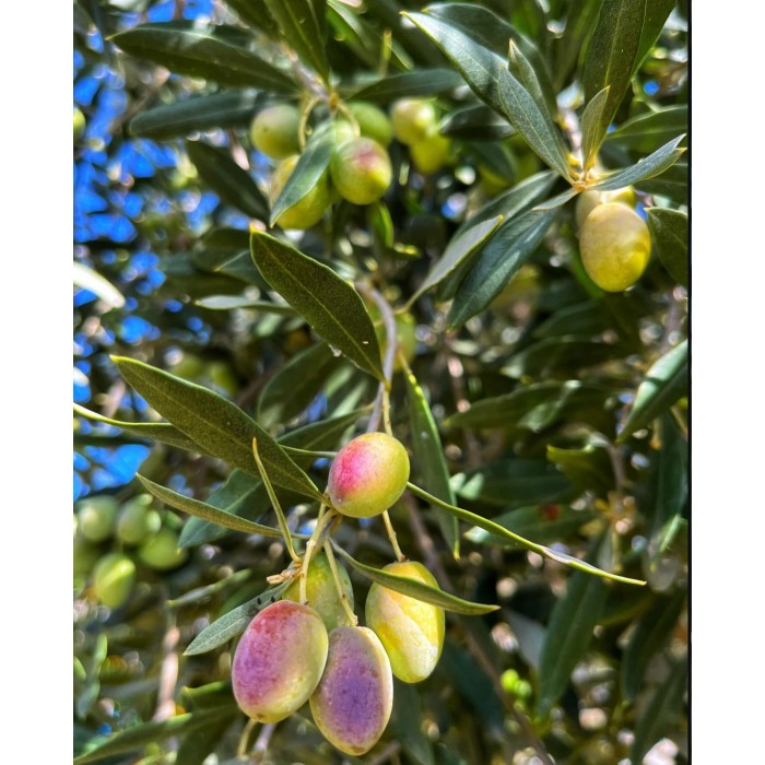 AŞILI KALAMATA ZEYTİN FİDANI 